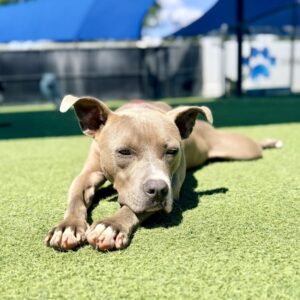Frankie is a Terrier, Pit Bull.