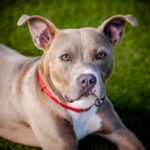Frankie is a Terrier, Pit Bull.