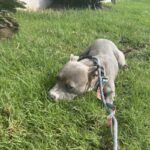Frankie is a Terrier, Pit Bull.