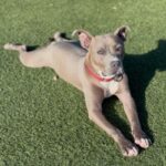 Frankie is a Terrier, Pit Bull.