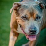 Viejo is a Terrier, Pit Bull/Mixed Breed (Large).