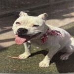 Ivory is a Terrier, Pit Bull.