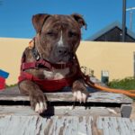 Firefly is a Terrier, Pit Bull.