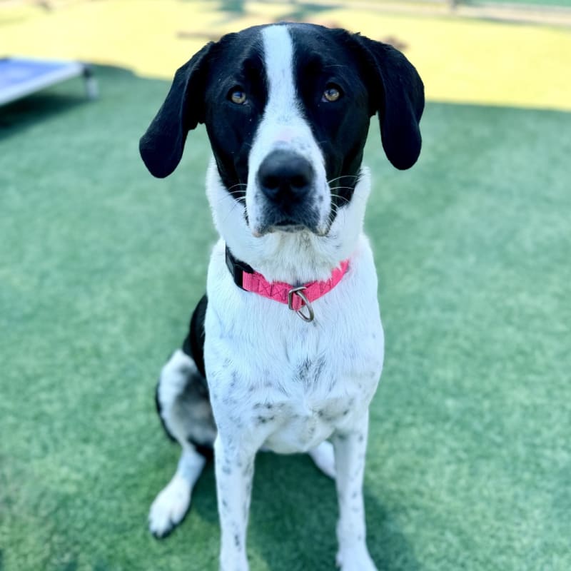 Lara is a Retriever, Labrador/Mixed Breed (Large).