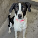 Lara is a Retriever, Labrador/Mixed Breed (Large).