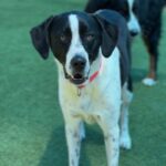 Lara is a Retriever, Labrador/Mixed Breed (Large).