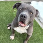Smokey is a Terrier, Pit Bull.