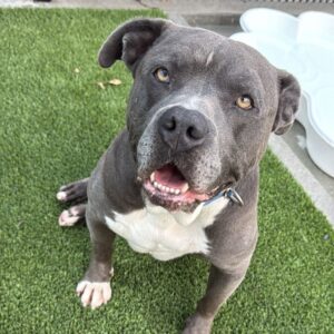Smokey is a Terrier, Pit Bull.