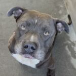 Smokey is a Terrier, Pit Bull.