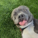 Smokey is a Terrier, Pit Bull.