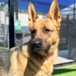 Judy is a Shepherd, German.