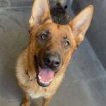 Judy is a Shepherd, German.