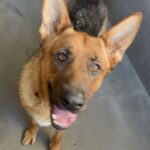 Judy is a Shepherd, German.