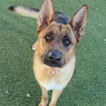 Judy is a Shepherd, German.