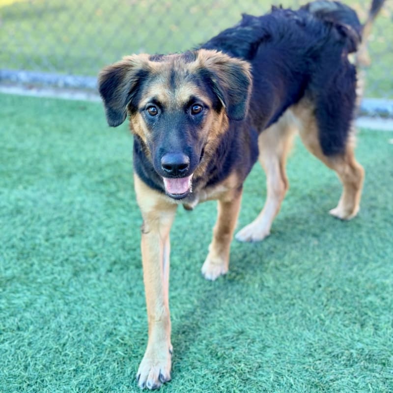 Princessa is a Shepherd, German.
