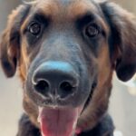 Princessa is a Shepherd, German.