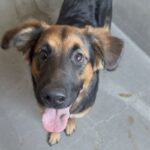 Princessa is a Shepherd, German.