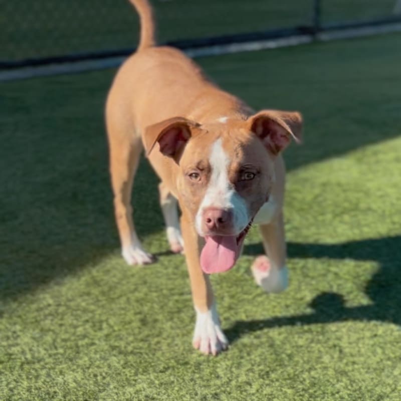 Ventura is a Terrier, American Staffordshire.