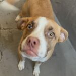 Ventura is a Terrier, American Staffordshire.