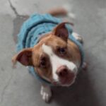 Ventura is a Terrier, American Staffordshire.