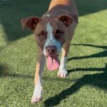 Ventura is a Terrier, American Staffordshire.