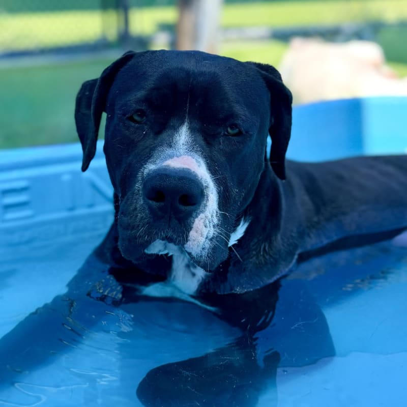 Wednesday is a Terrier, American Pit Bull/Mixed Breed (Large).