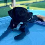 Wednesday is a Terrier, American Pit Bull/Mixed Breed (Large).