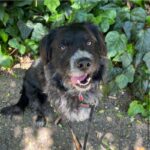 Steven is a Terrier, Scottish Scottie.