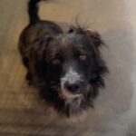 Steven is a Terrier, Scottish Scottie.