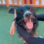 Steven is a Terrier, Scottish Scottie.