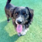 Steven is a Terrier, Scottish Scottie.