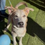 Bob is a Shepherd/Husky.