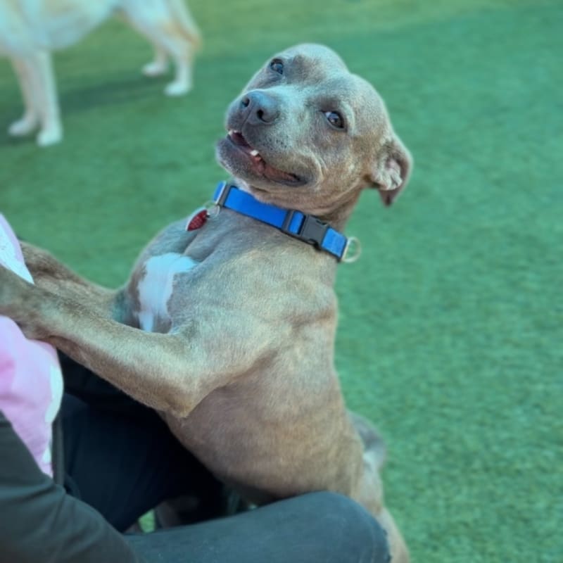 Handsome is a Terrier, Pit Bull.