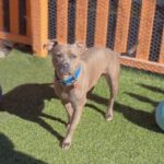 Handsome is a Terrier, Pit Bull.