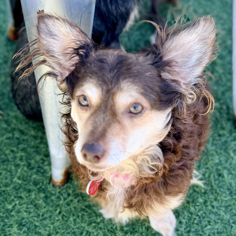 Yumi is a Mixed Breed (Small).