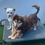 Yumi is a Mixed Breed (Small).