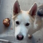 Panda is a Husky, Siberian.