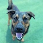 Etti is a Malinois, Belgian.