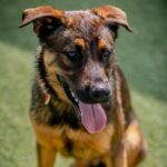 Etti is a Malinois, Belgian.