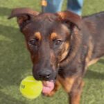 Etti is a Malinois, Belgian.