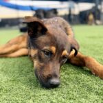 Etti is a Malinois, Belgian.