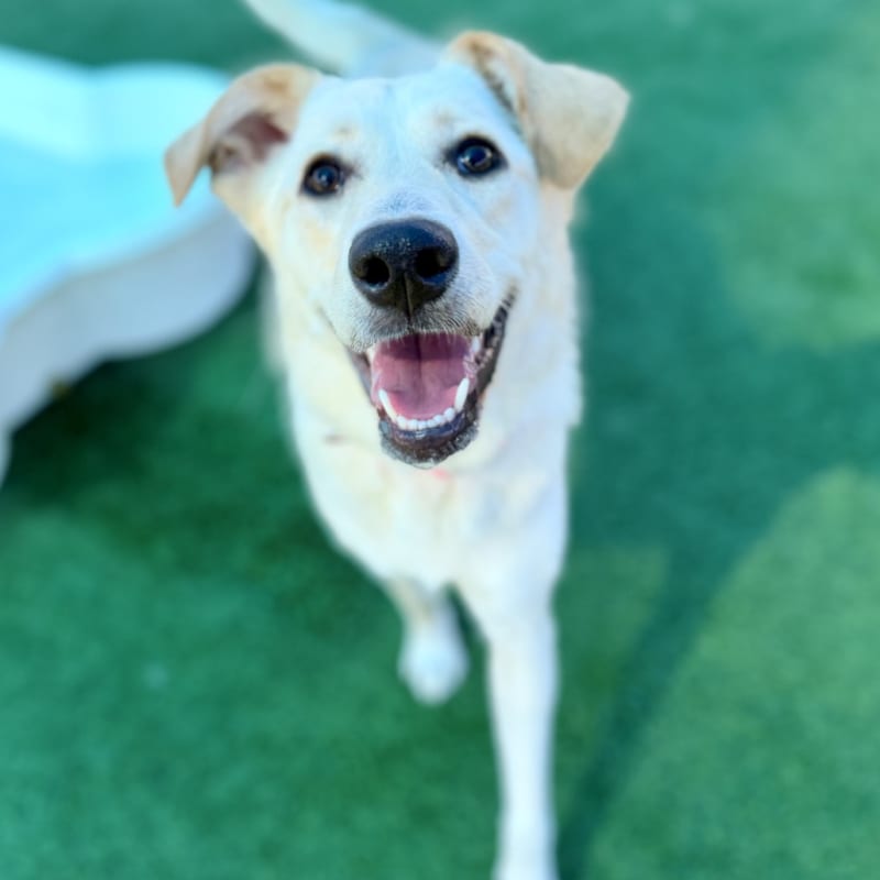 Penny Lane is a Retriever, Yellow Labrador.