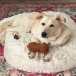 Penny Lane is a Retriever, Yellow Labrador.
