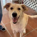 Penny Lane is a Retriever, Yellow Labrador.