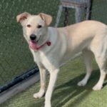 Penny Lane is a Retriever, Yellow Labrador.