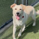 Penny Lane is a Retriever, Yellow Labrador.