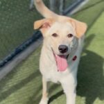 Penny Lane is a Retriever, Yellow Labrador.