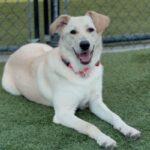 Penny Lane is a Retriever, Yellow Labrador.