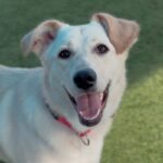 Penny Lane is a Retriever, Yellow Labrador.