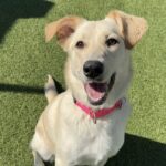 Penny Lane is a Retriever, Yellow Labrador.